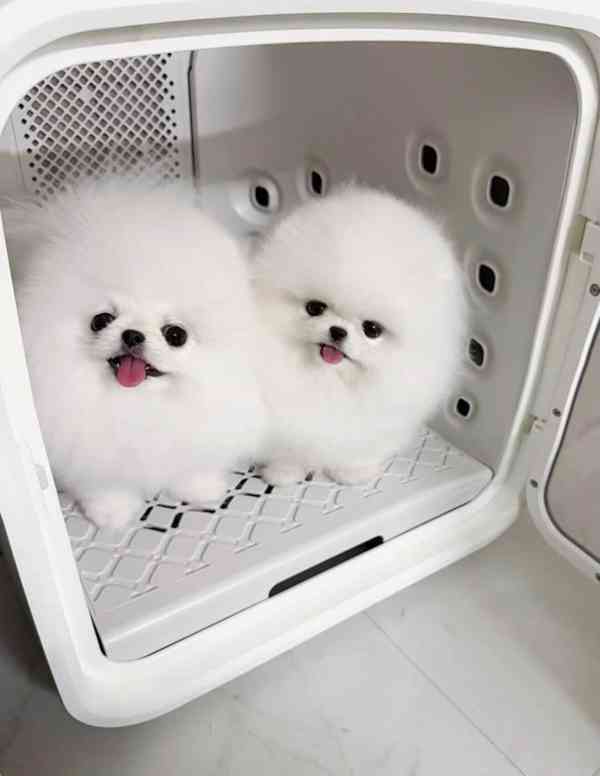 🤍 Krásné bílé štěně pomeraniana K dispozici 🤍 - foto 3