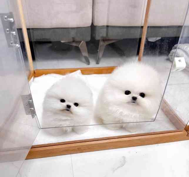 🤍 Krásné bílé štěně pomeraniana K dispozici 🤍 - foto 1