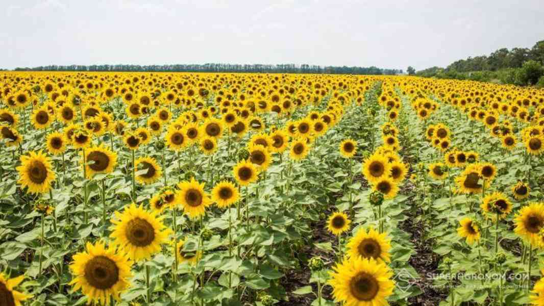 Prodej Okvětní Lístky Slunečnice ve velkém od výrobce - foto 4