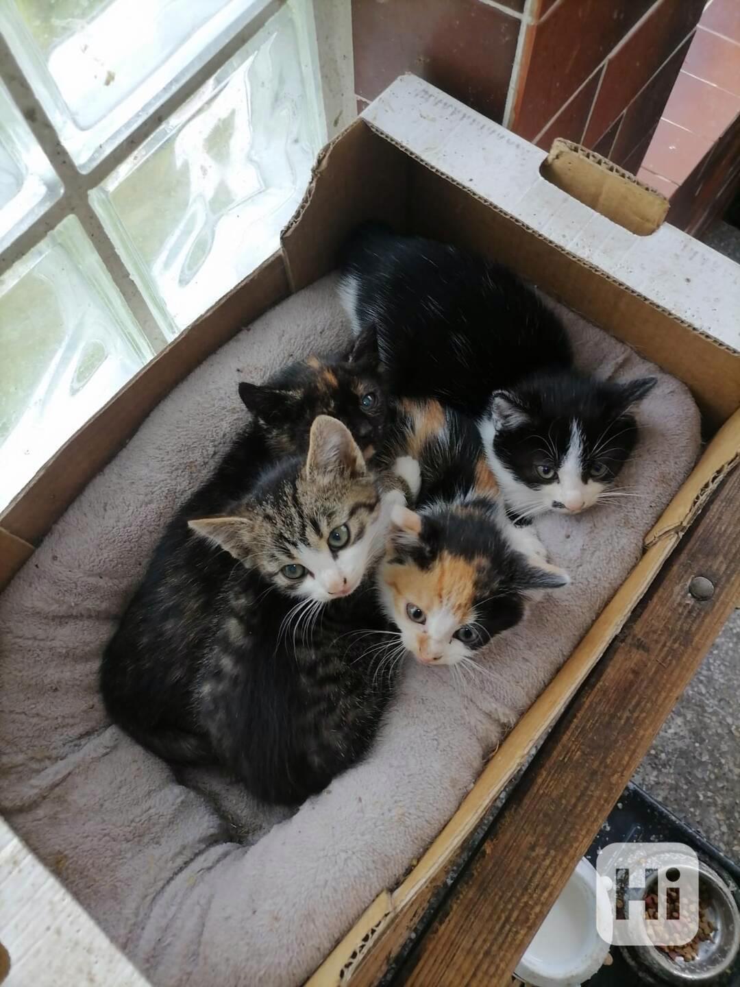 3 měsíční koťátka  ihned k odběru  - foto 1