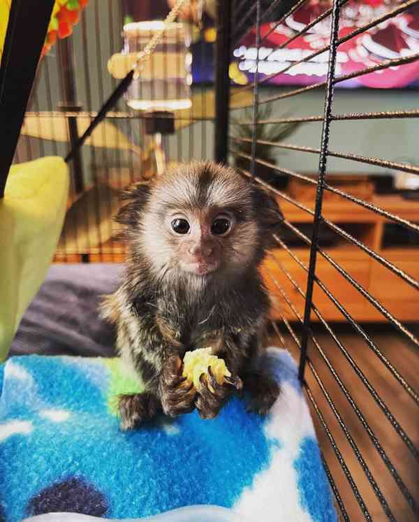 🐒 Krásné opice kosmani - foto 1