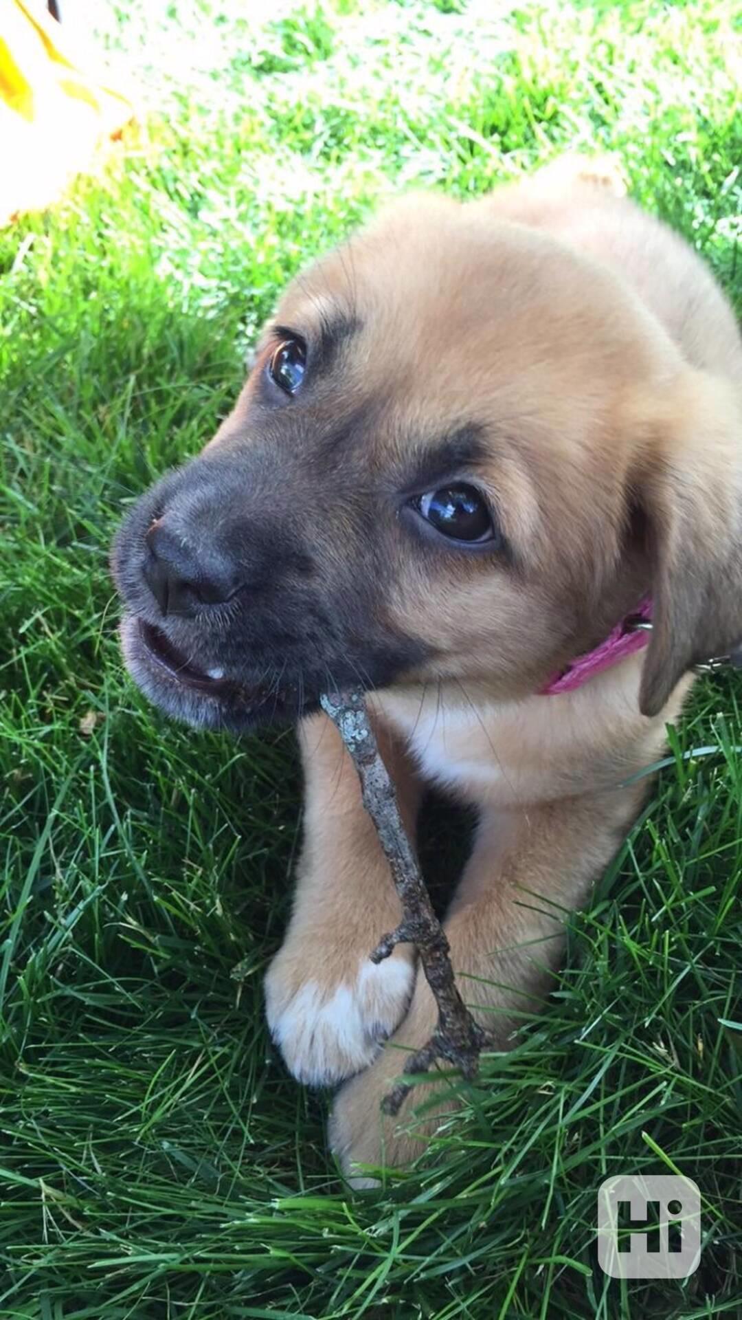 K rozdání zdarma  - foto 1