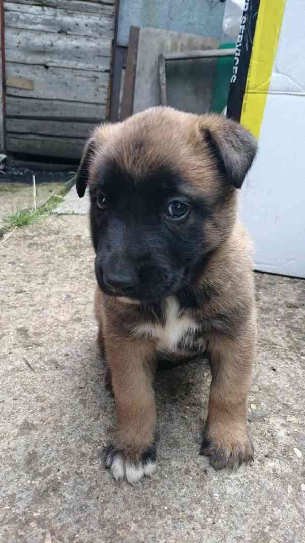 K rozdání zdarma  - foto 2