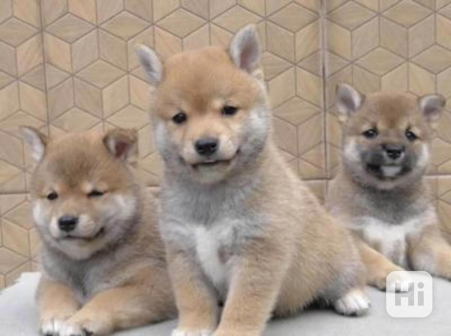 12týdenní štěňata shiba inu - foto 1