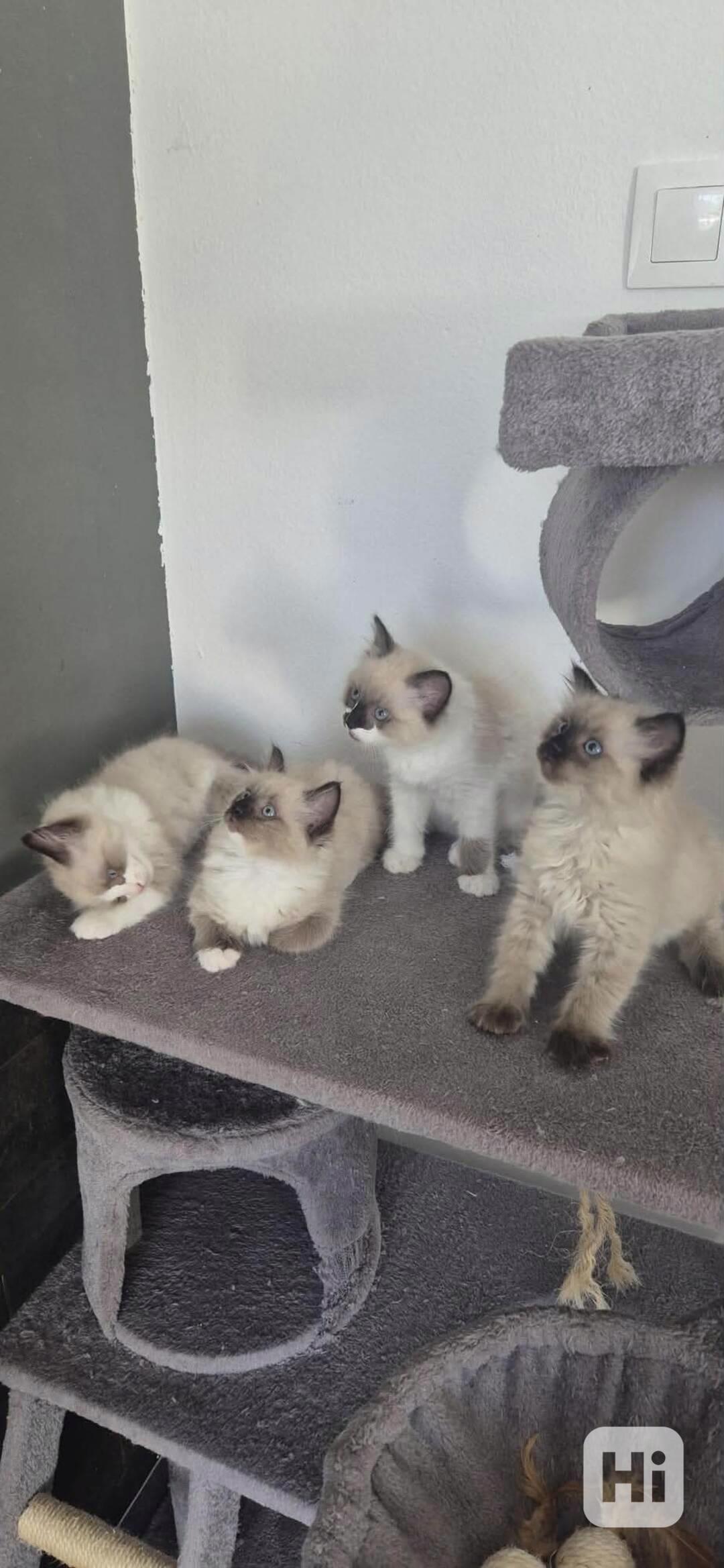 Ragdoll - foto 1