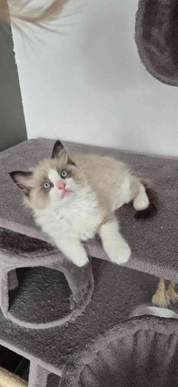Ragdoll - foto 5