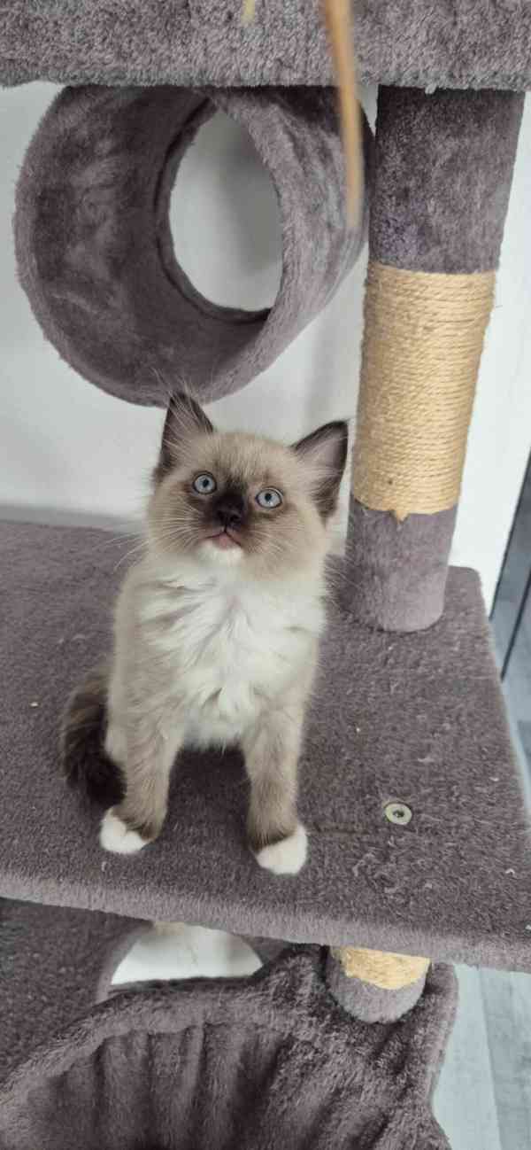 Ragdoll - foto 4