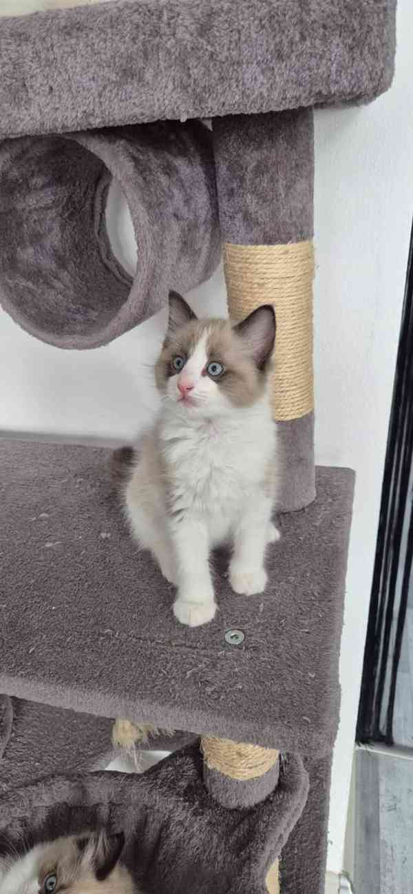 Ragdoll - foto 9