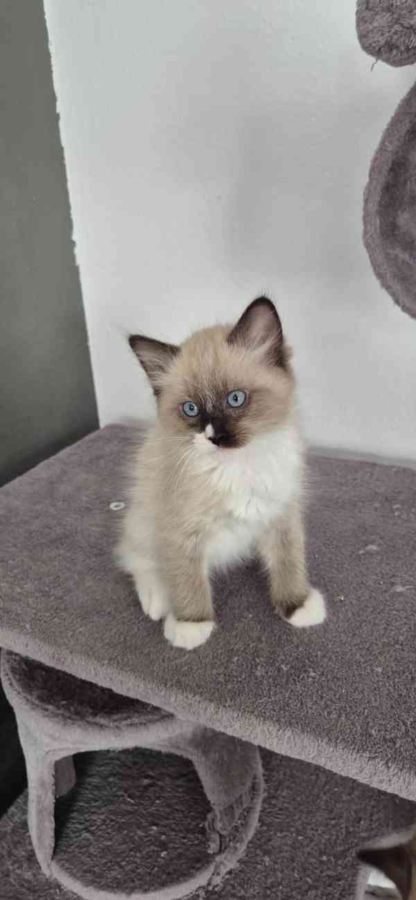Ragdoll - foto 7
