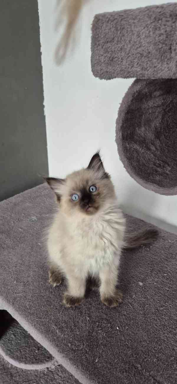 Ragdoll - foto 2
