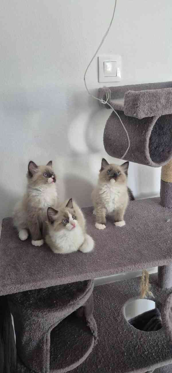 Ragdoll - foto 6