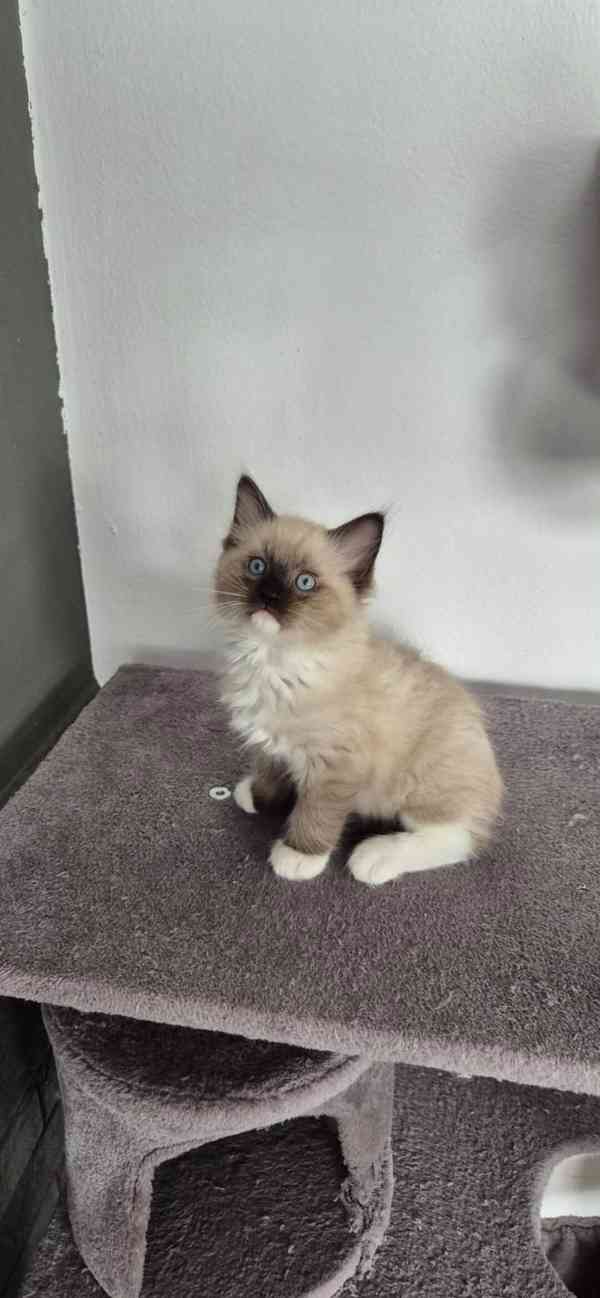 Ragdoll - foto 8