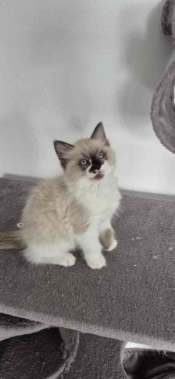 Ragdoll - foto 3