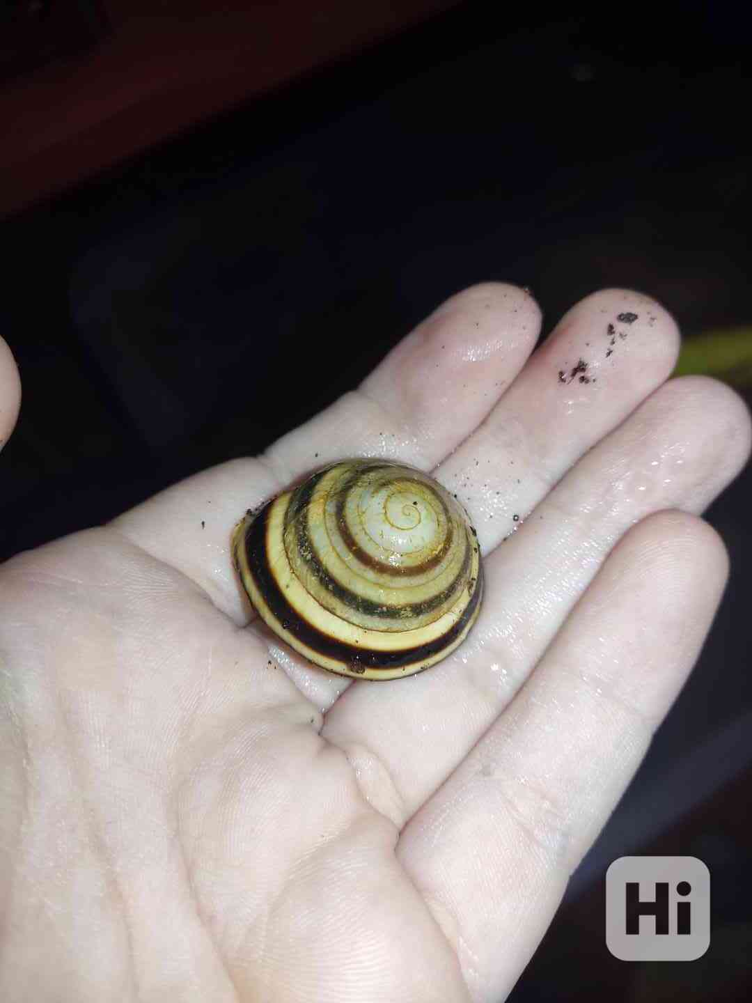 Pleurodonte marginella marginella cuba mláďata šneci - foto 1