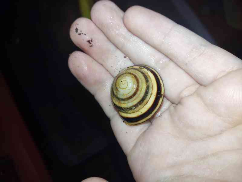 Pleurodonte marginella marginella cuba mláďata šneci - foto 1