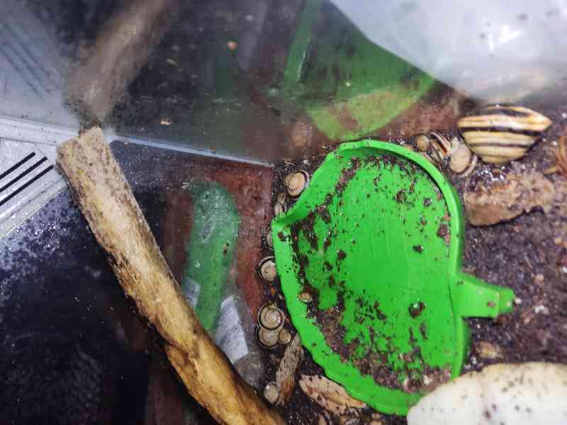 Pleurodonte marginella marginella cuba mláďata šneci - foto 2