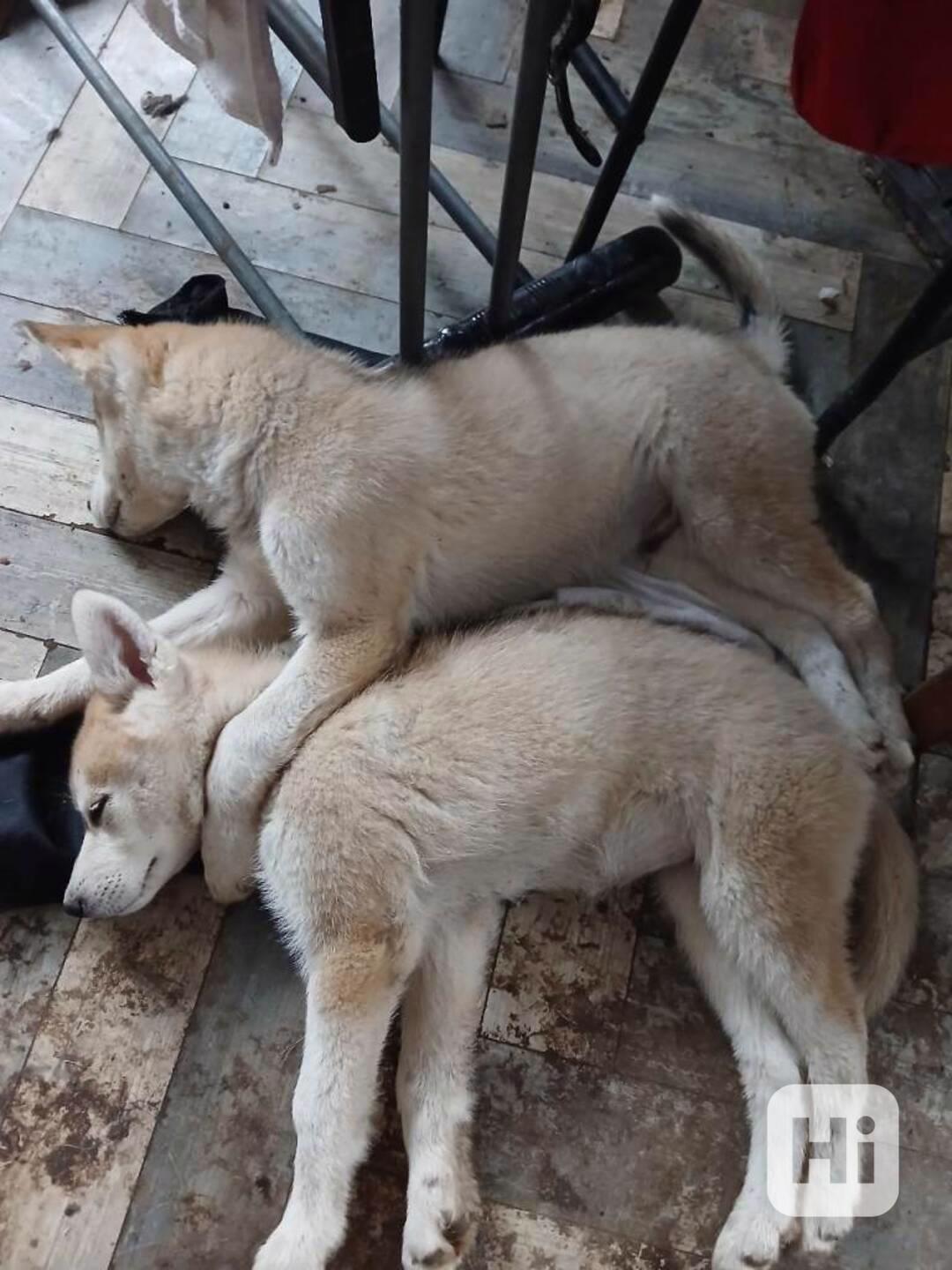 Sibiřský husky štěňátka s pp - foto 1