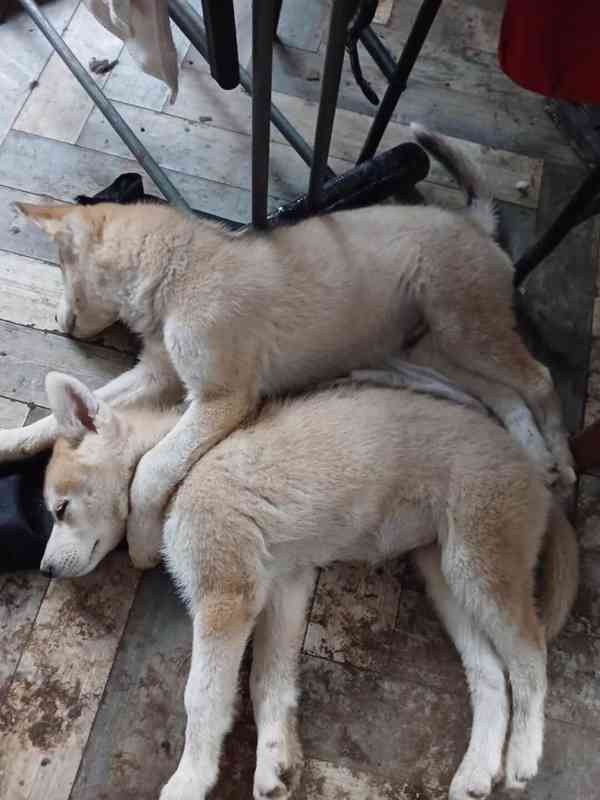 Sibiřský husky štěňátka s pp