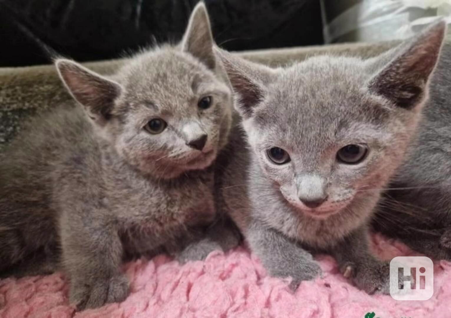 Zdravá koťata ruské modré kočky potřebují novou rodinu - foto 1