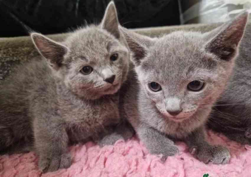 Zdravá koťata ruské modré kočky potřebují novou rodinu - foto 1