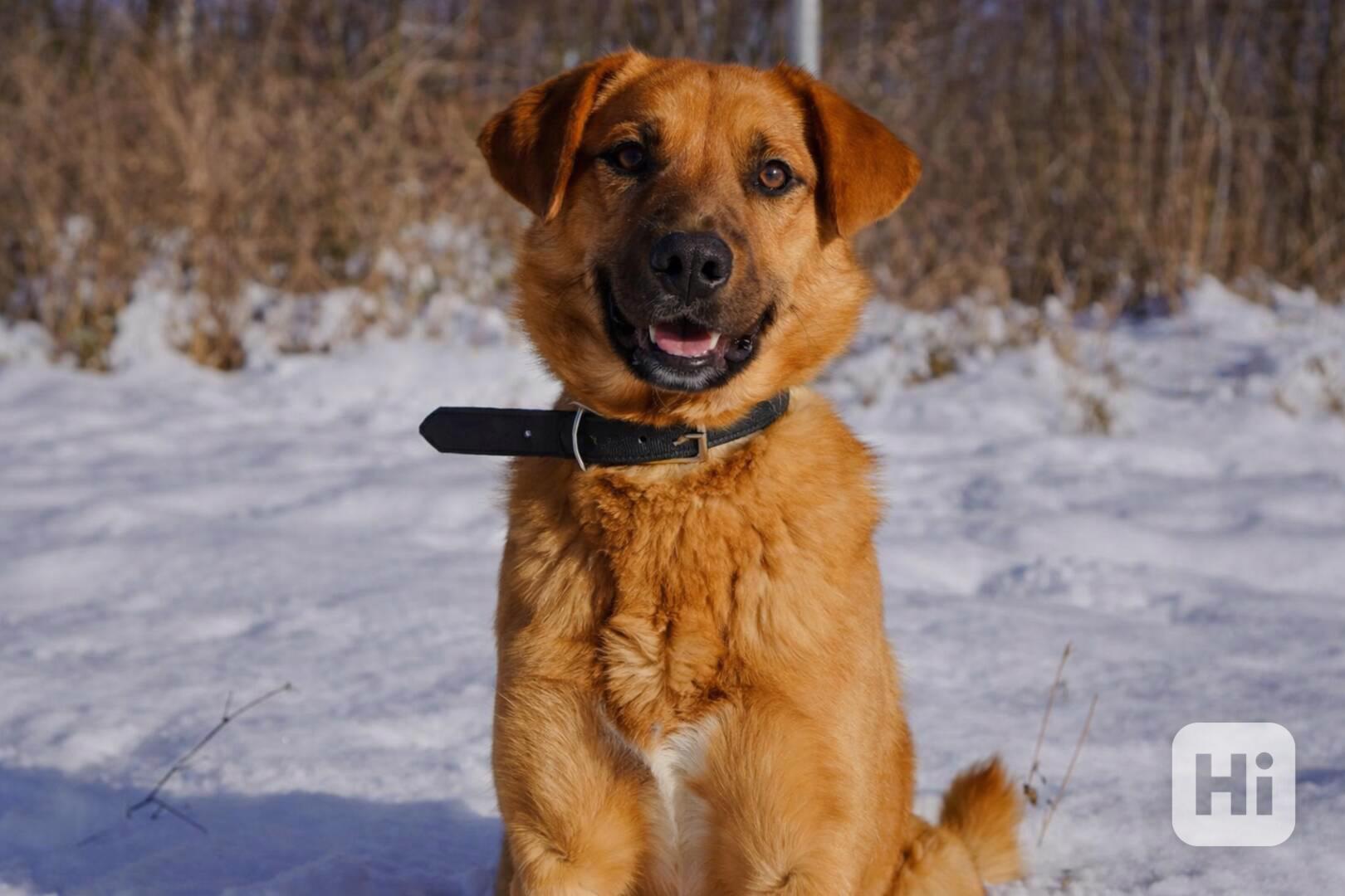 RUSTY - 18 kg, psík cca 1 rok  - foto 1