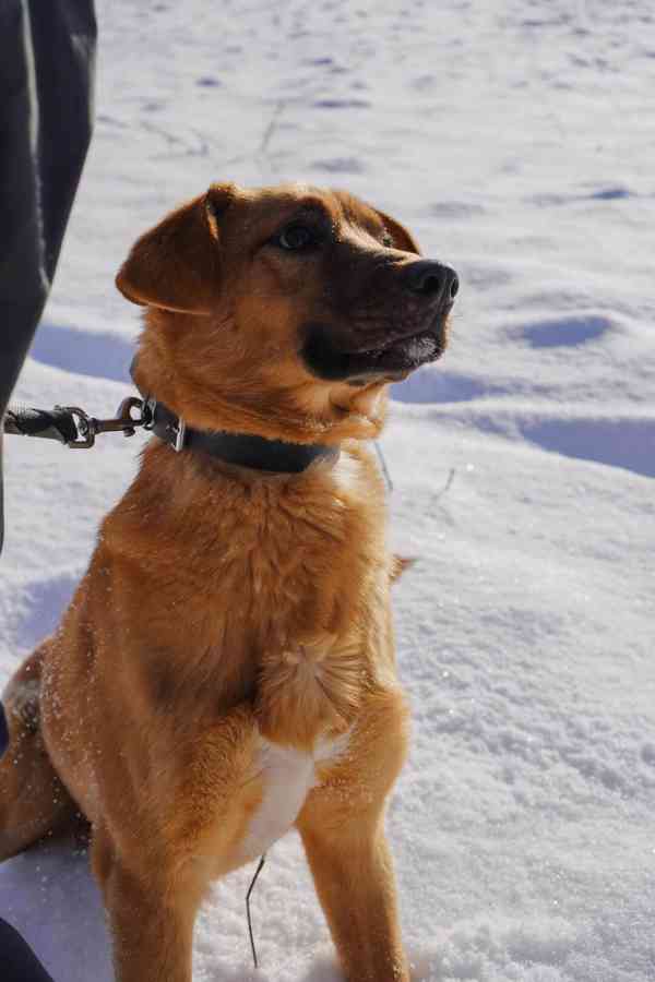 RUSTY - 18 kg, psík cca 1 rok  - foto 3