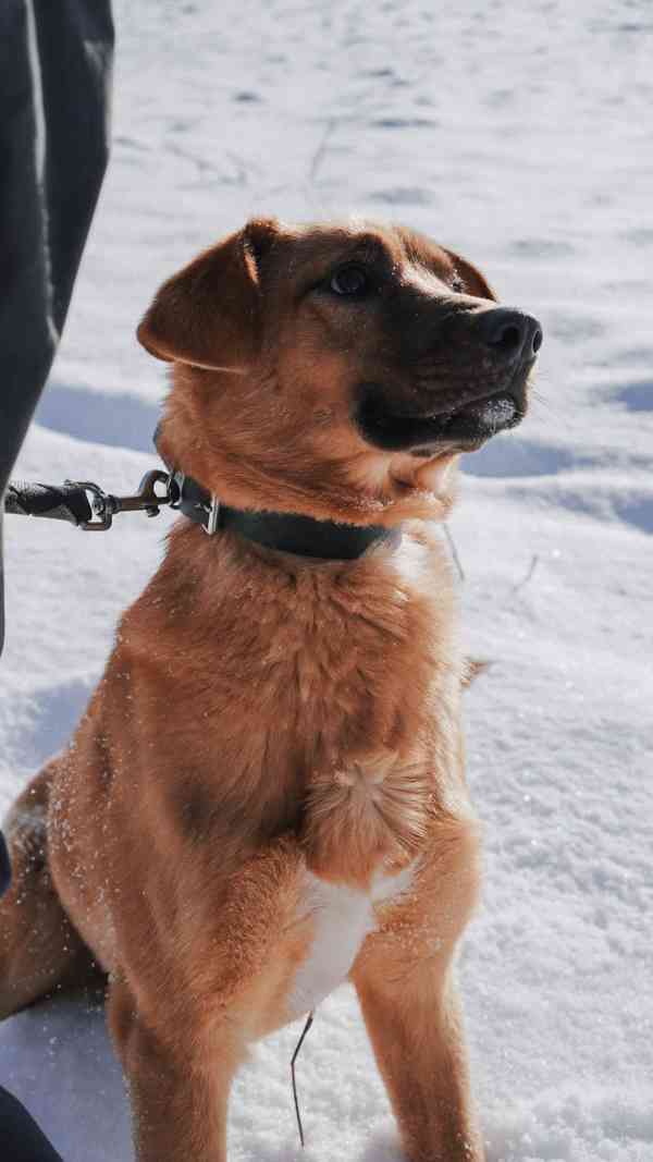 RUSTY - 18 kg, psík cca 1 rok  - foto 2