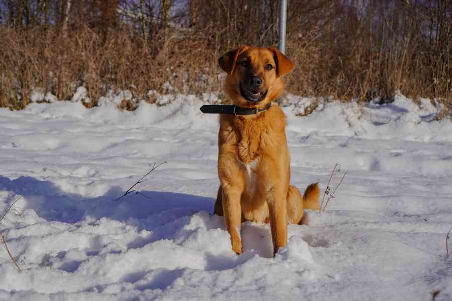 RUSTY - 18 kg, psík cca 1 rok  - foto 2