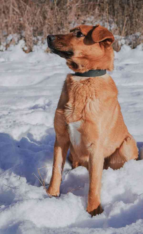 RUSTY - 18 kg, psík cca 1 rok  - foto 3