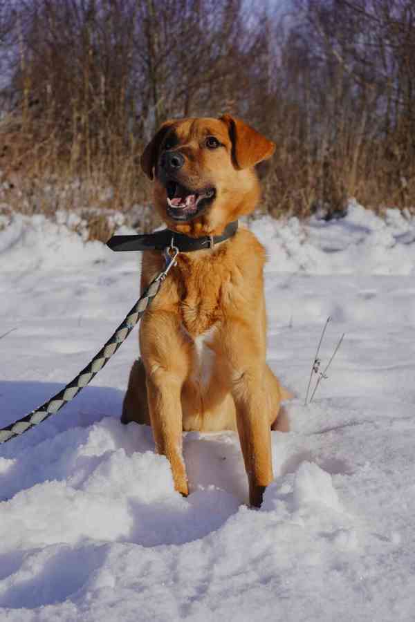 RUSTY - 18 kg, psík cca 1 rok  - foto 4