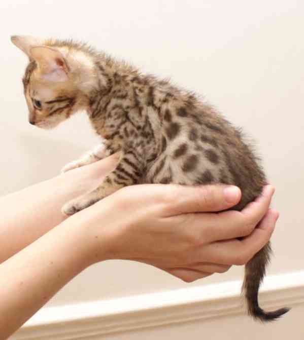 Krásná koťata bengálské rasy - foto 1