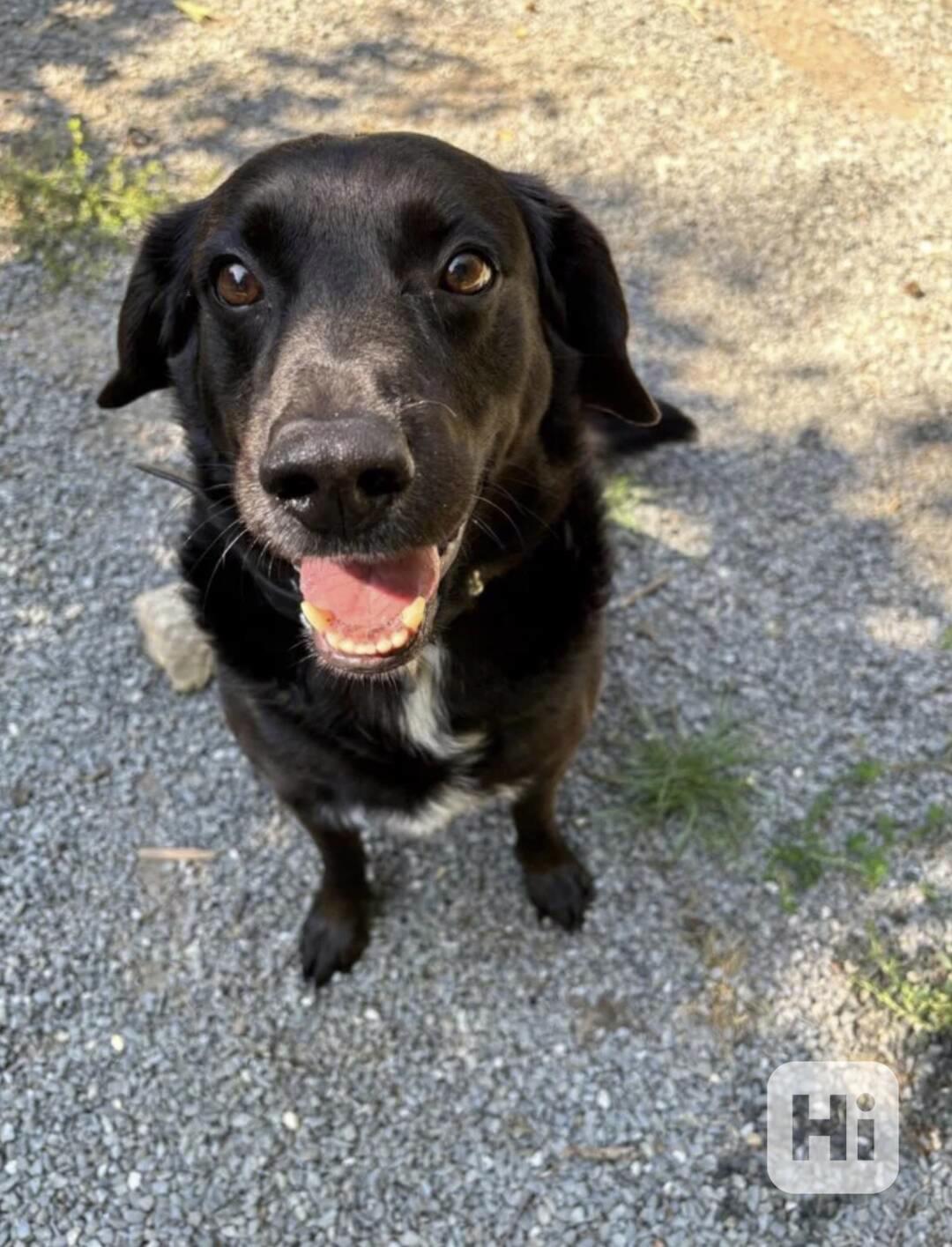 Hledá se nový domov pro RENDYHO - foto 1