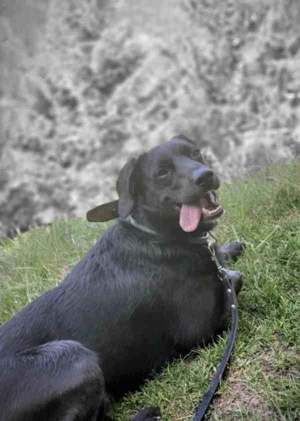 Hledá se nový domov pro RENDYHO - foto 4