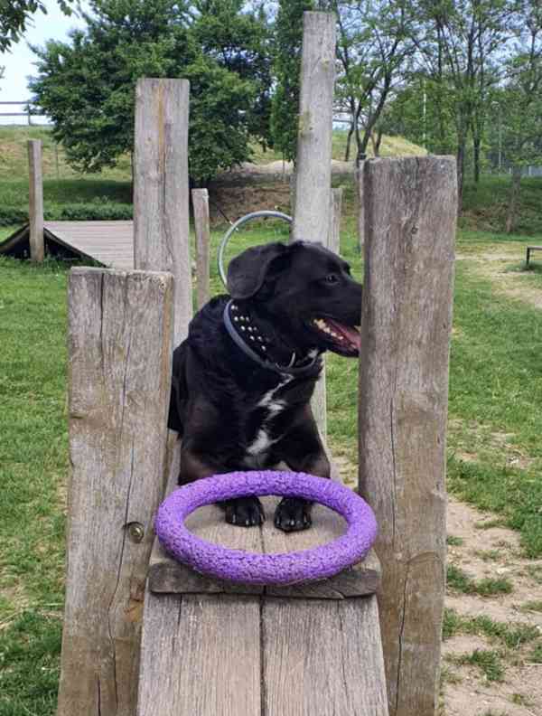 Hledá se nový domov pro RENDYHO - foto 3