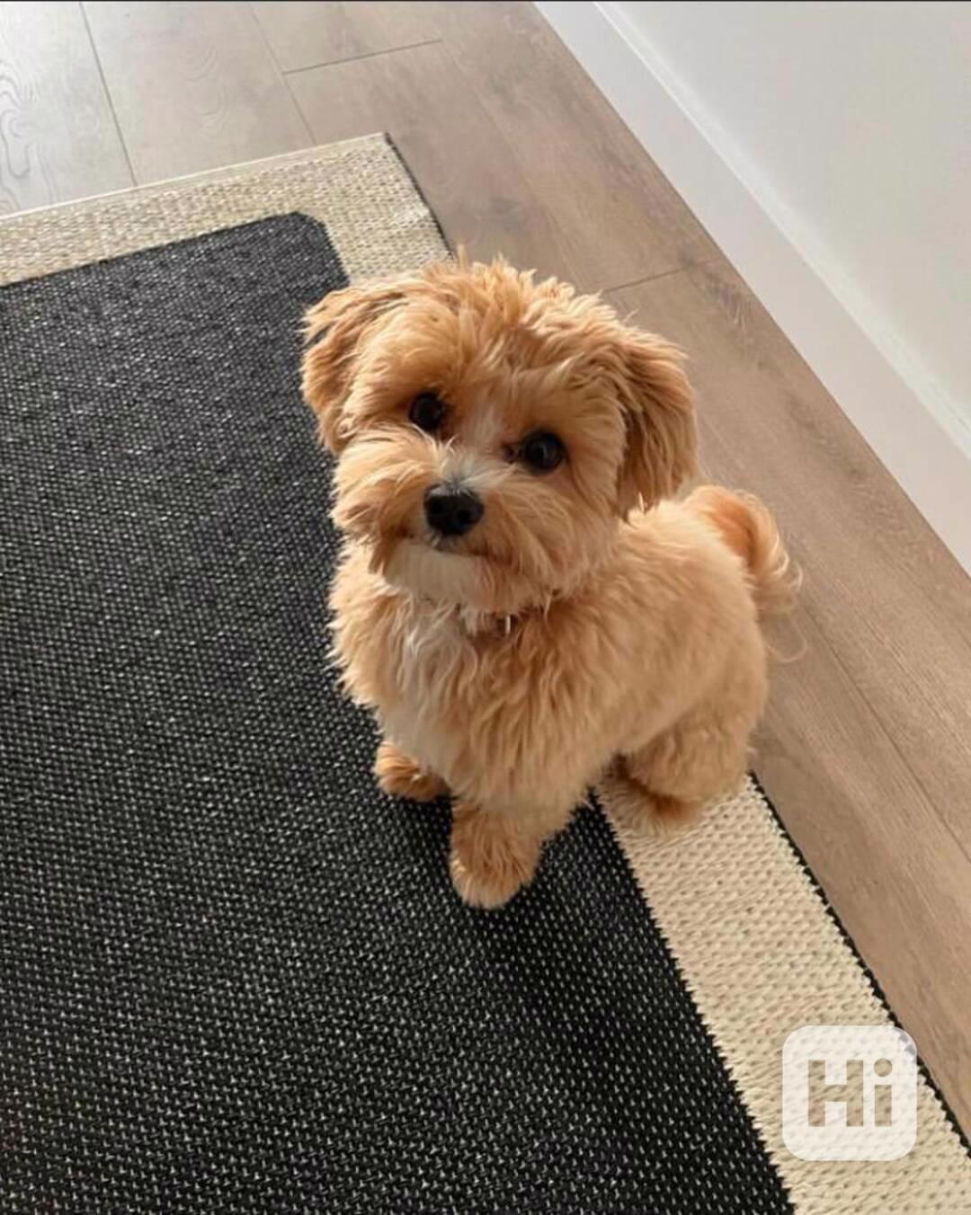 Maltipoo - foto 1