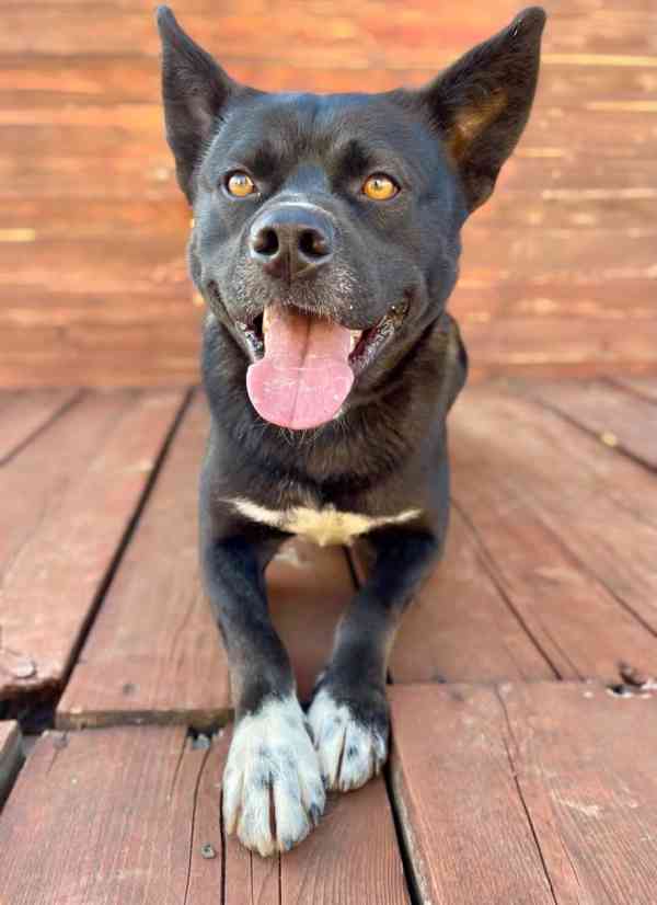 FELIX - kastrovaný psík 2 roky  - foto 2