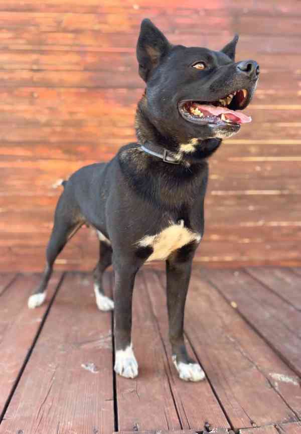FELIX - kastrovaný psík 2 roky  - foto 3