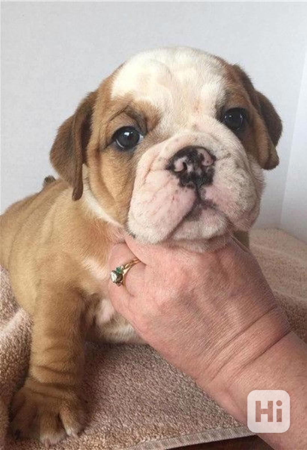 štěňata anglického buldoka k adopci - foto 1