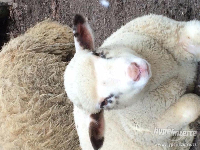 Ovce, ovečka, jehně - foto 1