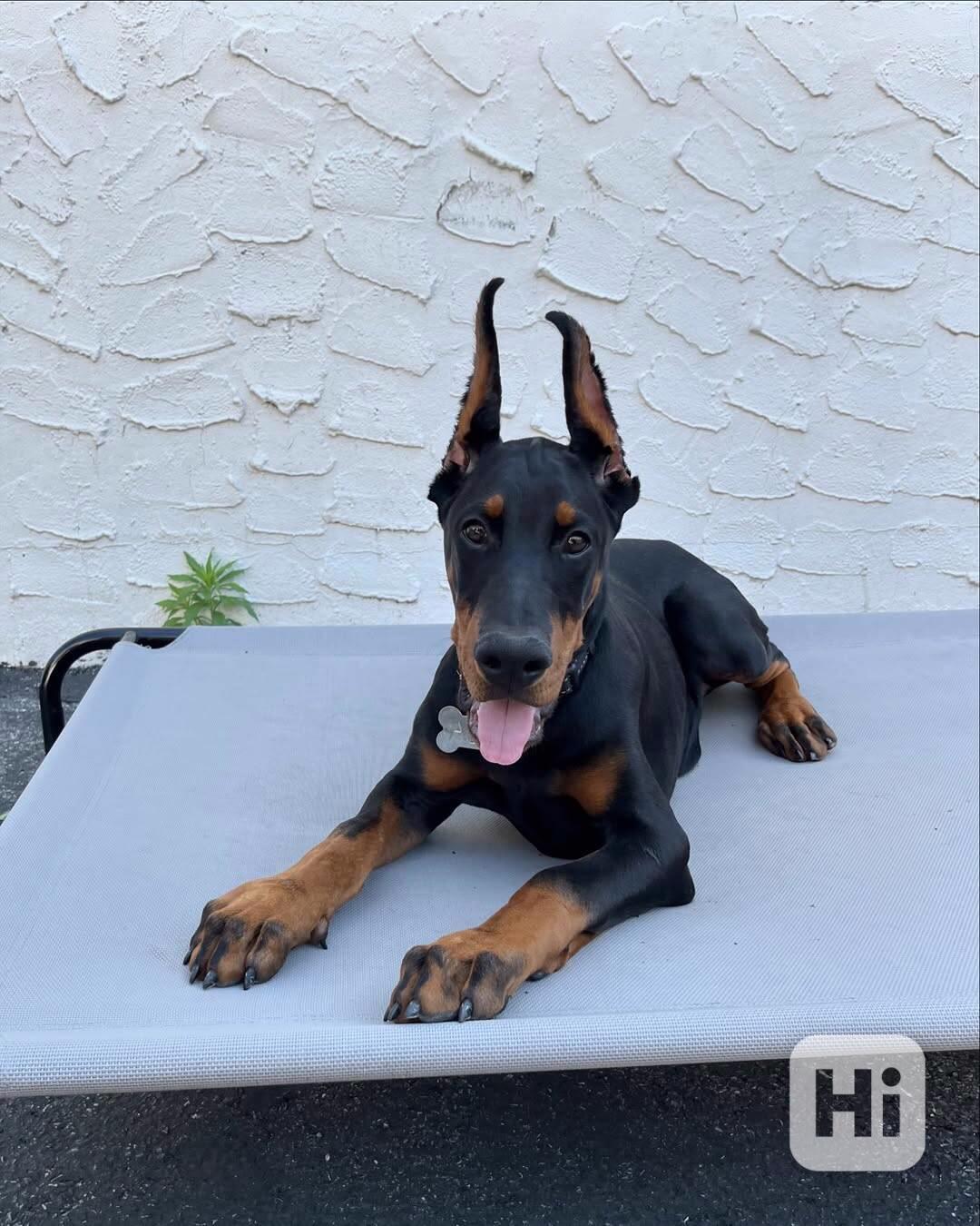 Štěně dobermana k ochraně. - foto 1