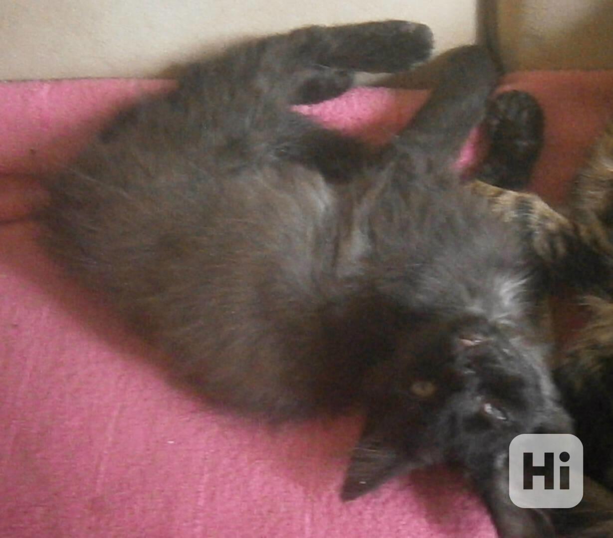 Dlouhosrstý 2-2,5měsíční černý kocourek hledá domov. - foto 1