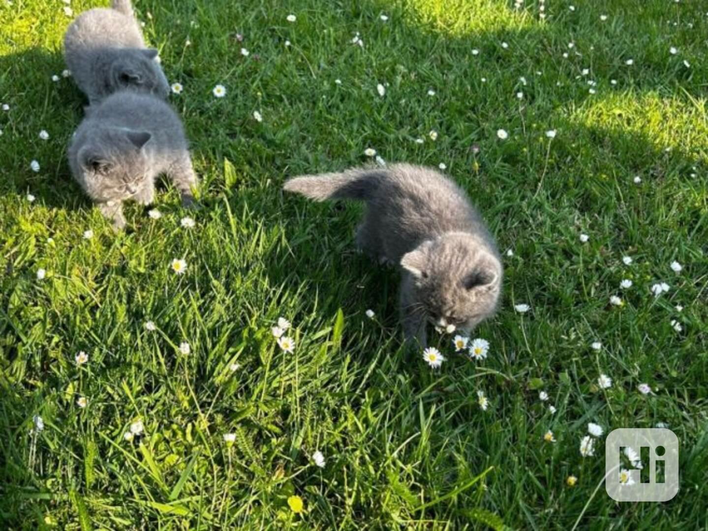Iris a britská krátkosrstá fenka - foto 1