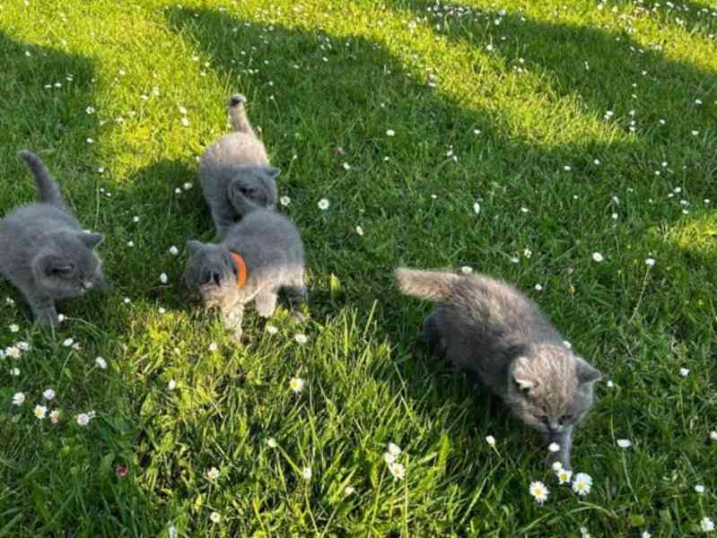 Iris a britská krátkosrstá fenka - foto 2