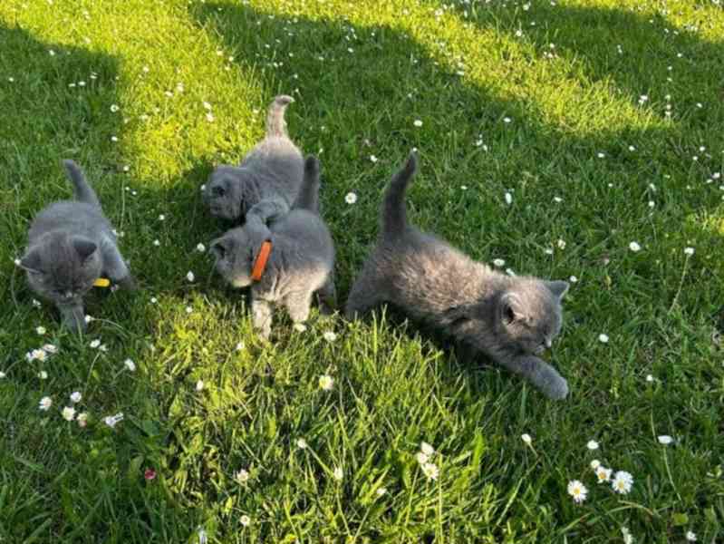 Iris a britská krátkosrstá fenka - foto 3