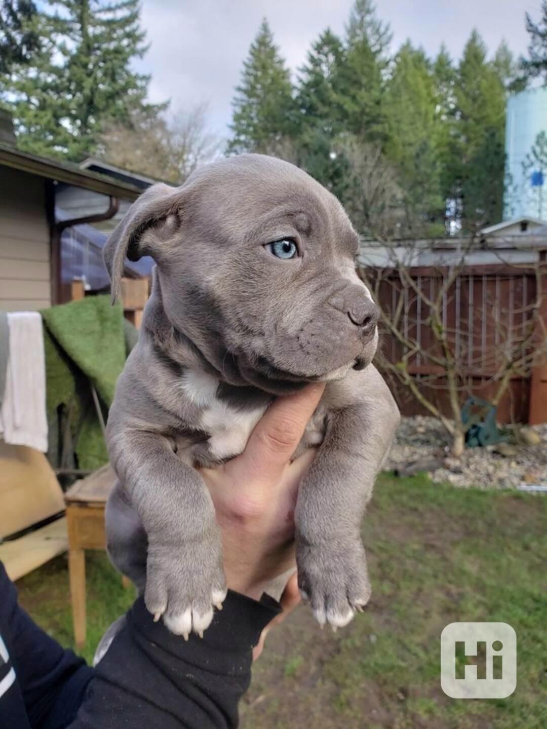 fenku Americký pitbull - foto 1