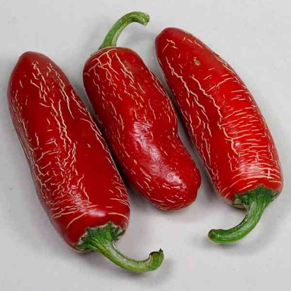 Sazenice Chilli Numex Vaquero Jalapeňo - foto 1