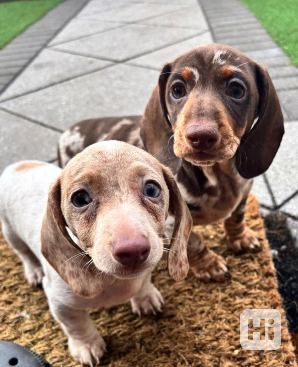 Štěňata mini jezevčíka k adopci. - foto 1