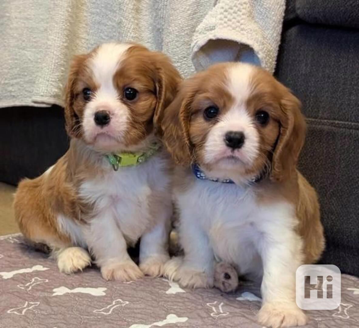 Štěňata kavalírského king charles španěla - foto 1