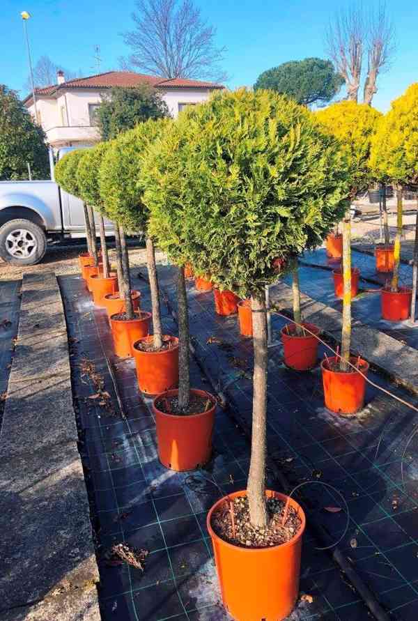 Cyprusovec leylandsky Gold koule na kmínku, 180/200cm - foto 1