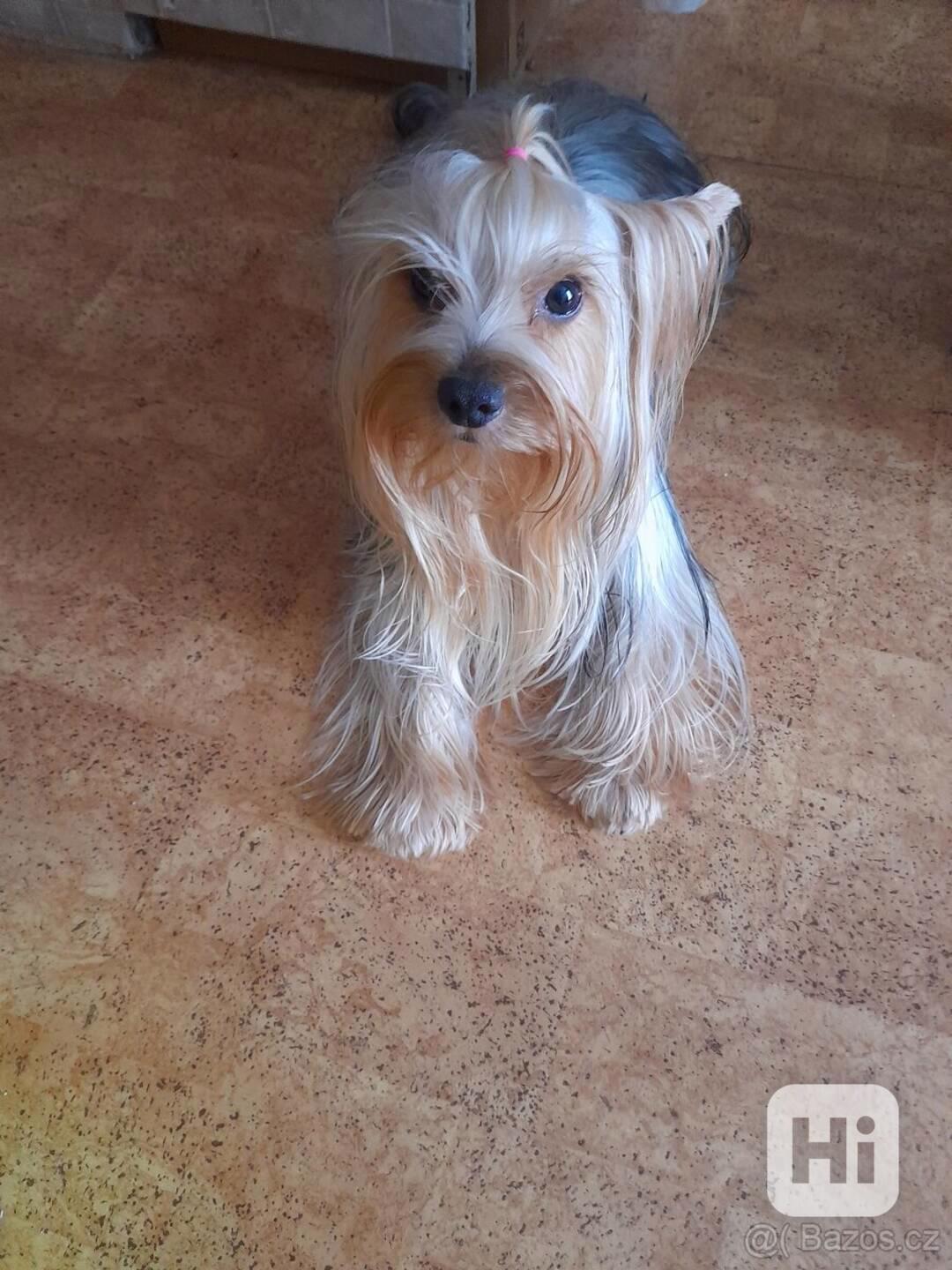 yorkšir terier - foto 1